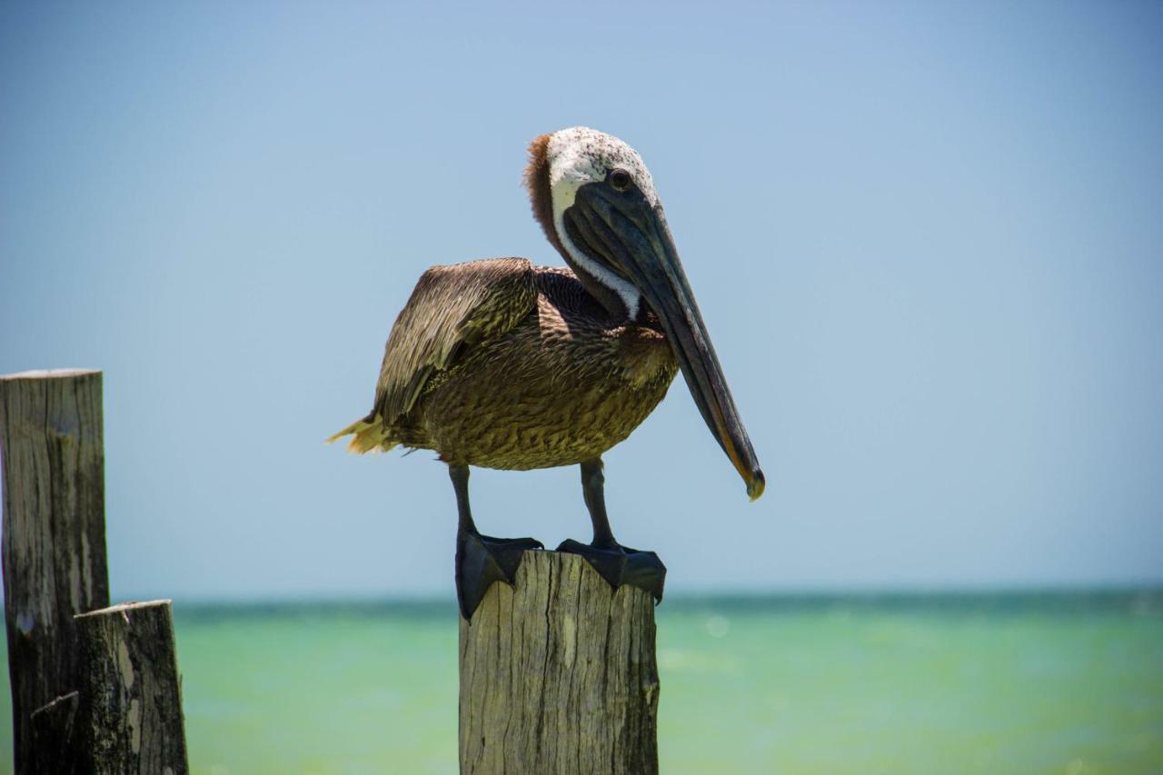 Golden Paradise Beach Hotel Isla Holbox Екстериор снимка